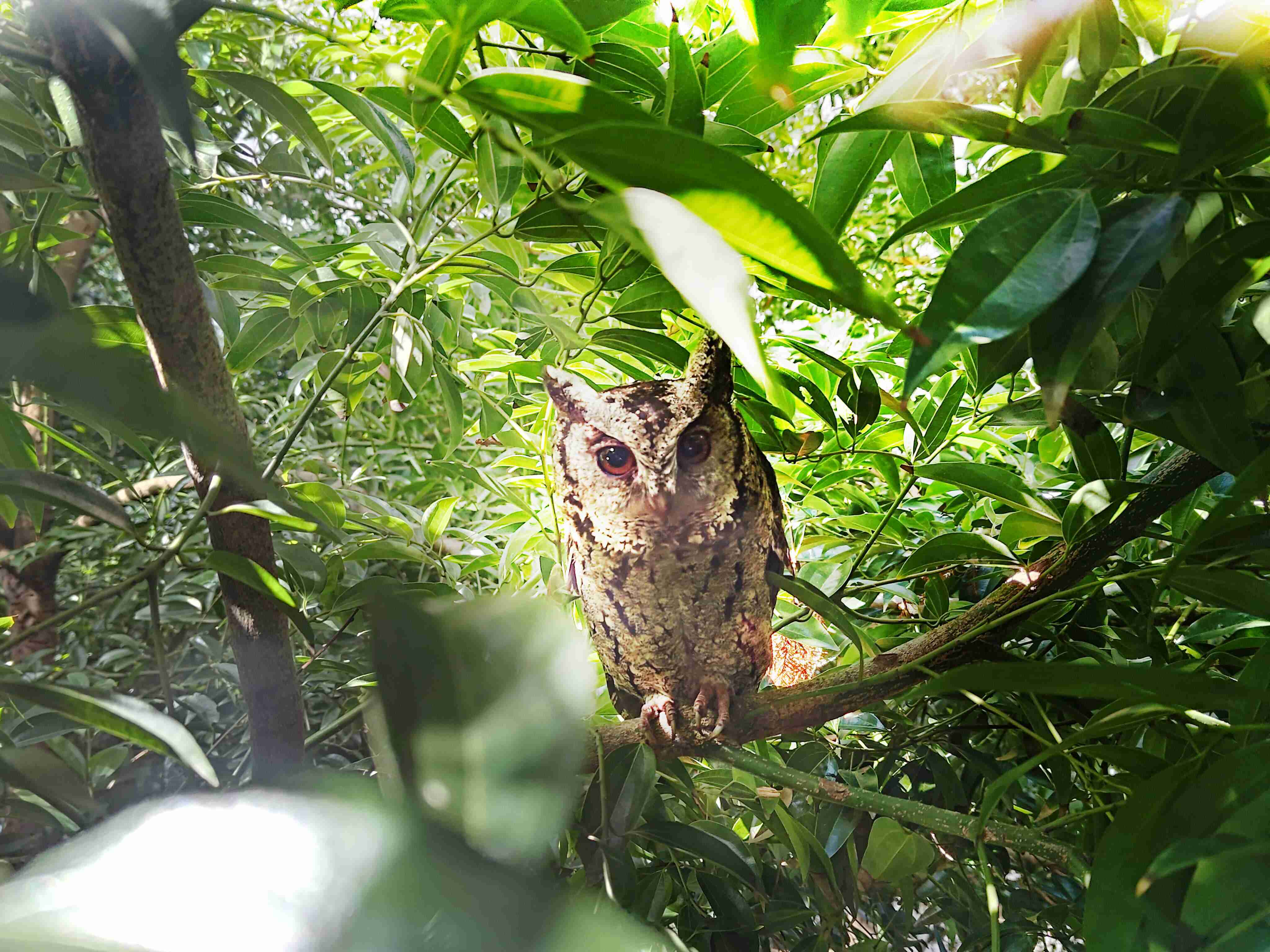 NG大舞台致力提倡净零绿生活，，，，16年以来在全球各厂区植树逾百万棵，，，造就各厂区树木蔚然成林，，，，犹如森林工厂，，成为许多生物的栖息地